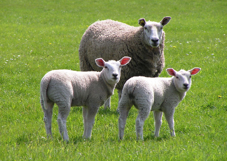 羊糞制作有機肥的好處以及需要的有機肥設(shè)備