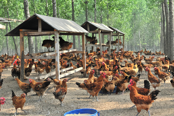 利用畜禽糞加工有機(jī)肥都需要哪些設(shè)備