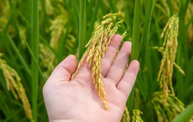 合理利用有機肥設(shè)備的好處有哪些