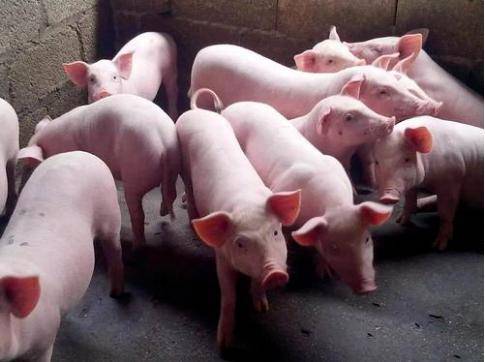 豬糞怎么做有機(jī)肥？