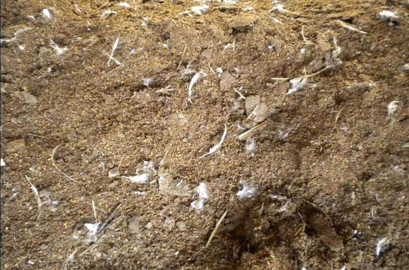 雞糞曬干后和商品有機肥有什么差別？