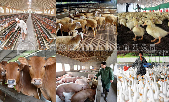 哪種畜禽糞便制作生物肥好？