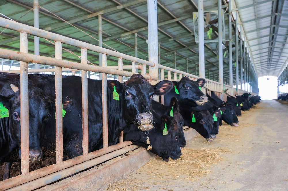 牛糞發(fā)酵罐升溫慢是為什么？